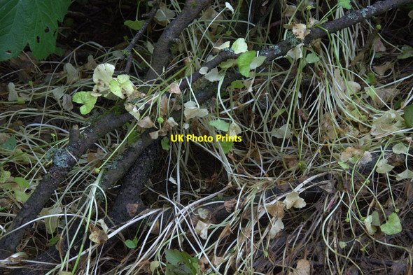Photo 6"x4" Dying Lesser Celandine (Ranunculus filcaria), Halligarth, Baltasound Baltasound c2013