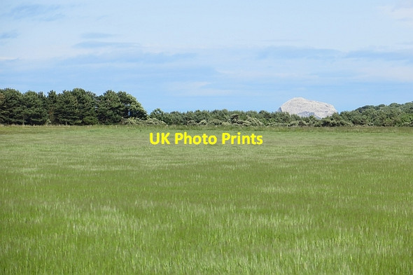 Photo 6"x4" Barley near Yellow Craig Dirleton\/NT5183 c2013