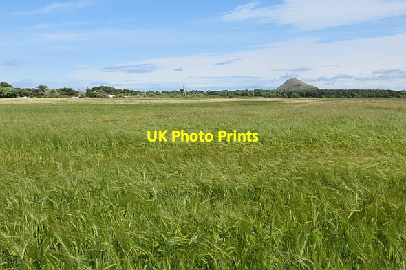 Photo 6"x4" Barley near Yellow Craig Dirleton\/NT5183 c2013 P1