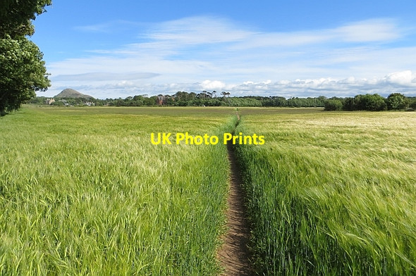 Photo 6"x4" John Muir Way, Yellow Craig Dirleton\/NT5183 c2013