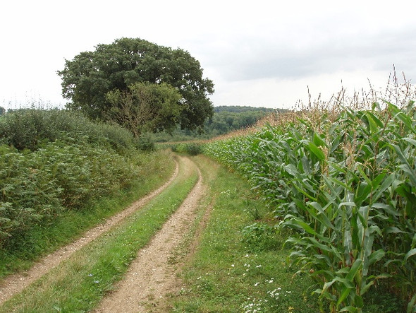 Photo 6"x4" Maize by bridleway near Handy Cross Cressex c2008
