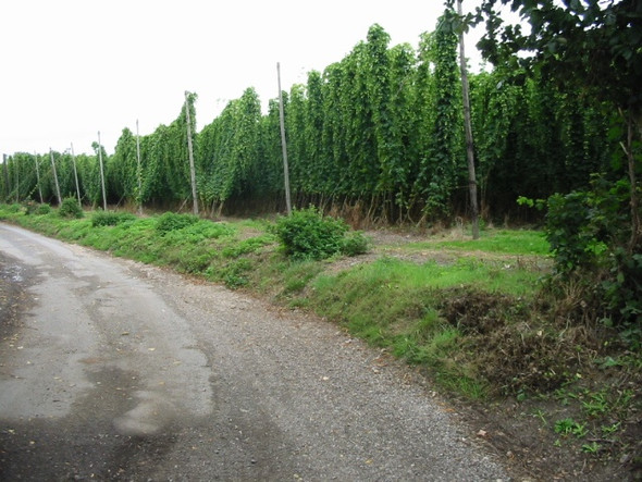 Photo 6"x4" Hop field on Pedding Lane Nash\/TR2658 c2008