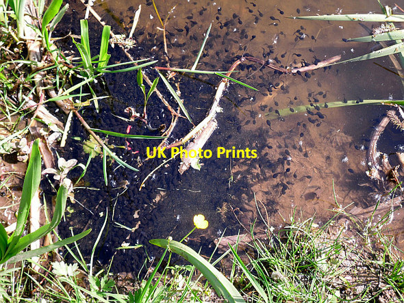 Photo 6"x4" Tadpoles in Kingstown Wildlife Pond Belah c2013