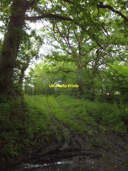 Photo 6"x4" Overgrown track into a field near The Holt Ashridge Court c2013