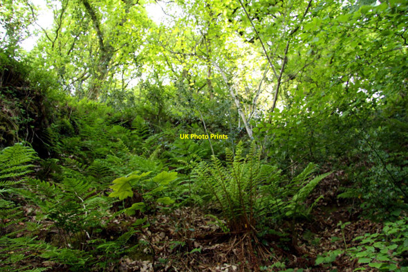 Photo 6"x4" Ferns in Combe Meadow Porlock Weir c2013