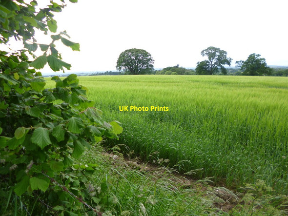 Photo 6"x4" Kingswood, cropland Kingswood Common\/SJ8402 c2013