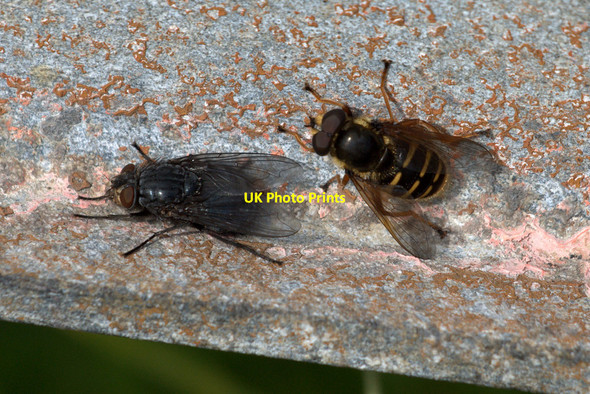 Photo 6"x4" Two flies sunning on a gate, Halligarth, Baltasound Baltasound c2013