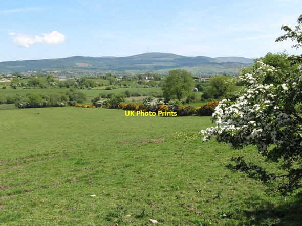 Photo 6"x4" Grazing land with Hawthorn and Whin hedges Forkhill c2013
