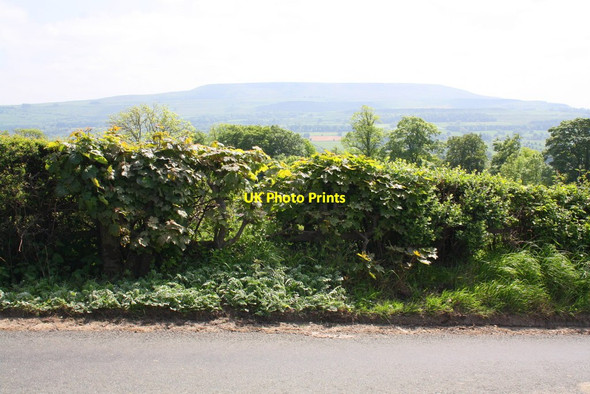 Photo 6"x4" Hedgerow on south side of road east from Redmire Redmire\/SE0491 c2013