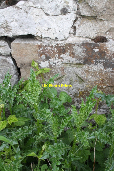 Photo 6"x4" Benchmark on wall bounding Wensley Park Preston-under-Scar c2013