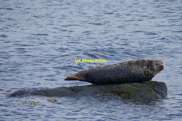 Photo 6"x4" Common Seal (Phoca vitulina), Snarra Voe Belmont\/HP5600 c2013