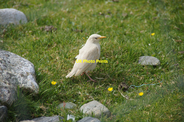 Photo 6"x4" Leucistic Starling (Sturnus vulgaris), Kirkaby, Westing Westing\/HP5705 c2013