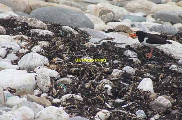 Photo 6"x4" Oystercatcher (Haemotopus ostralegus), Ayre of Collaster, Westing Westing\/HP5705 c2013