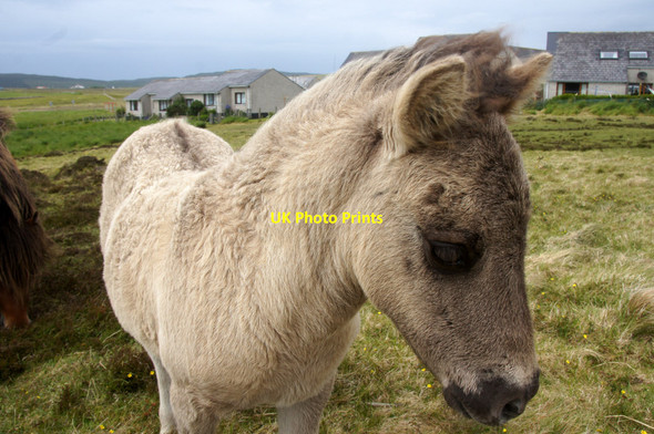 Photo 6"x4" Shetland pony foal, Daisy Park, Baltasound Baltasound c2013