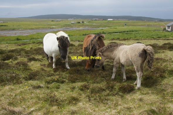 Photo 6"x4" Shetland ponies, Daisy Park, Baltasound Baltasound c2013