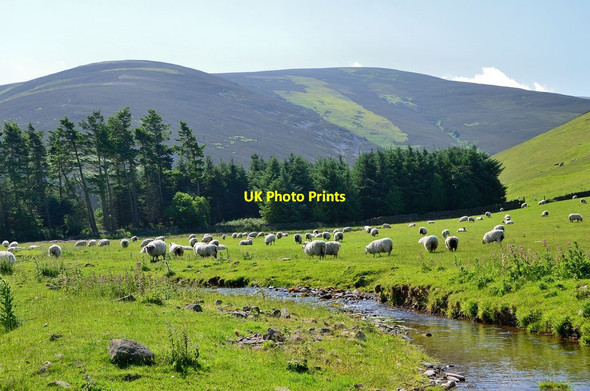 Photo 6"x4" Sheep by Hundleshope Burn Hundleshope c2013