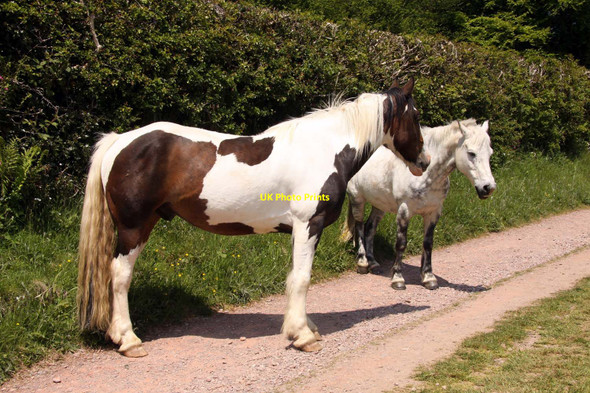 Photo 6"x4" Horses on the footpath Hawkridge c2013