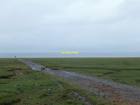 Photo 6"x4" Lamb on the marsh Landimore c2013