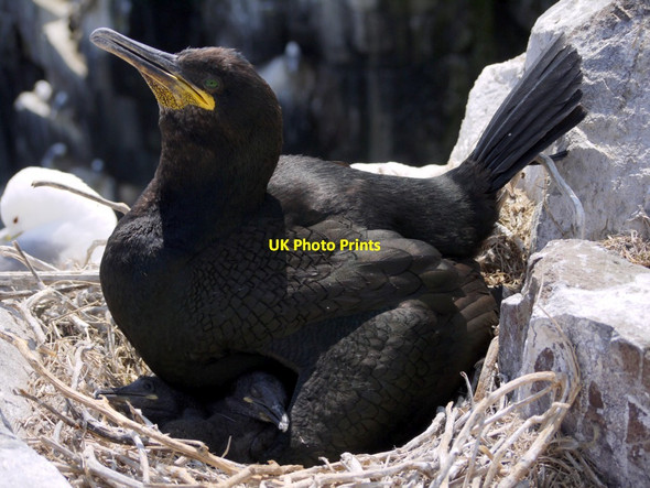 Photo 6"x4" Shag & chicks, Inner Farne Seahouses c2013