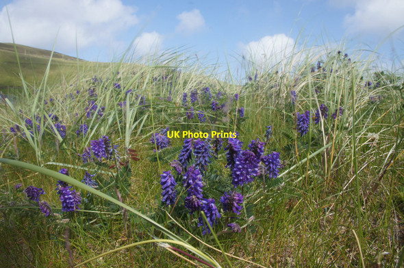 Photo 6"x4" Tufted Vetch (Vicia cracca), Norwick dunes Kirkaton c2013 P1
