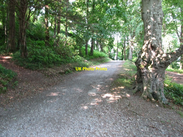 Photo 6"x4" Strangford Avenue, Castlewellan Park Strangford\/J5849 c2013