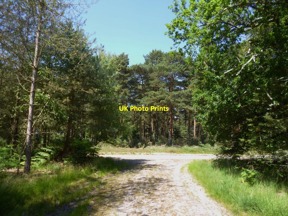 Photo 6"x4" Ringwood Forest, forestry road junction Lower Turmer c2013