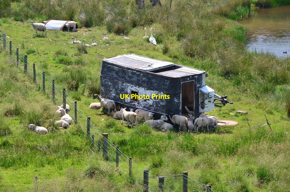 Photo 6"x4" Derelict caravan with sheep Kirkhope\/NT3823 c2013