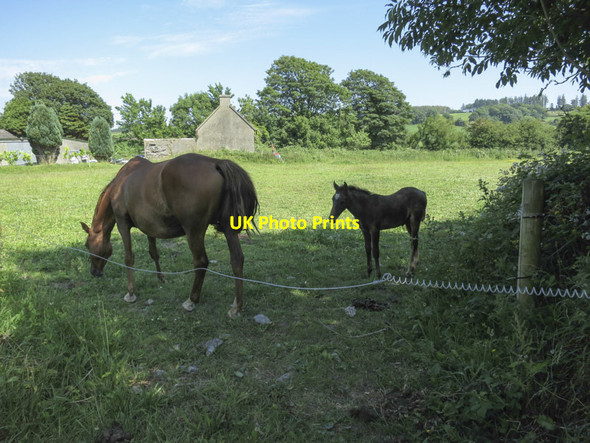 Photo 6"x4" Mare and foal Ballinascarty c2013
