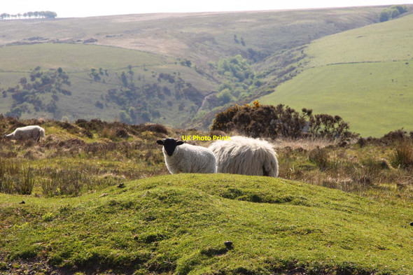 Photo 6"x4" Sheep on Wilmersham Common Doverhay c2013