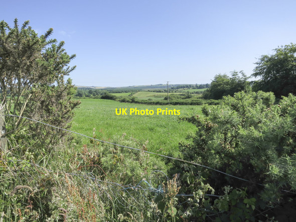 Photo 6"x4" Over the hedgerow Drinagh c2013