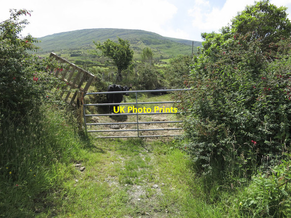 Photo 6"x4" Cattle and Mullaghmesha Kealkill c2013