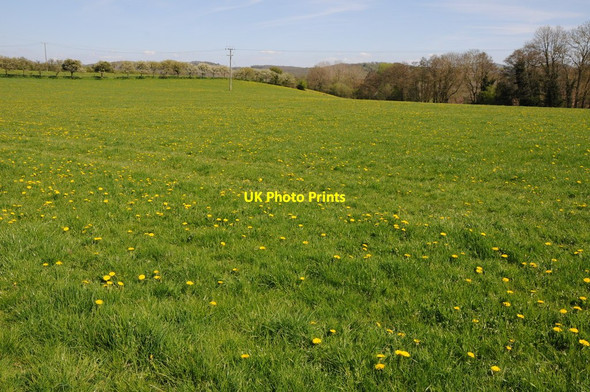Photo 6"x4" Field of dandelions Grittlesend c2013