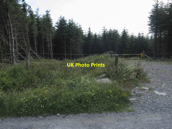 Photo 6"x4" Untidy forestation Drimoleague c2013