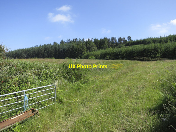 Photo 6"x4" Forestry on Milane Hill Drimoleague c2013