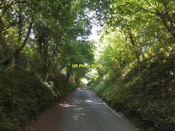 Photo 6"x4" In Higher Crockham Copse (2) Hennock c2013