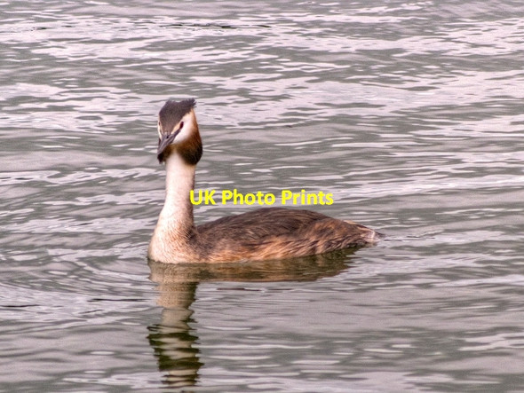 Photo 6"x4" Great Crested Grebe on Killingworth Lake Longbenton c2013