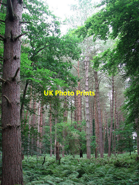 Photo 6"x4" Bradmoor Plantation, Narford Walton Warren c2013