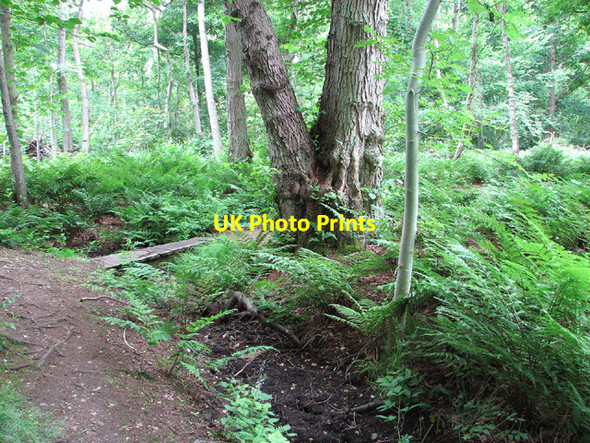 Photo 6"x4" The Nar Valley Way through Bradmoor Plantation, Narford West Acre c2013