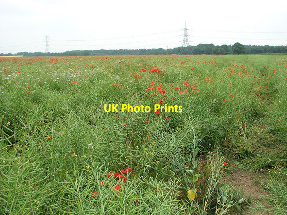 Photo 6"x4" Poppies and pylons, Narford Walton Warren c2013