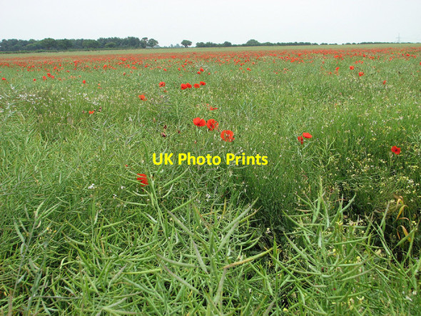 Photo 6"x4" Poppies in oilseed rape field, Narford Walton Warren c2013