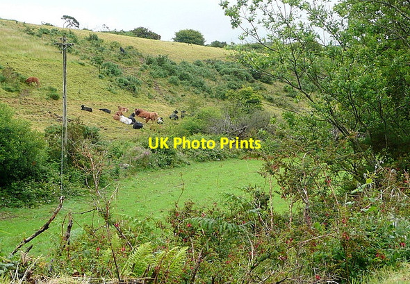 Photo 6"x4" Cattle at Glanaphuca Caheragh c2013