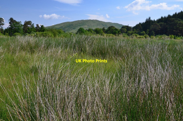 Photo 6"x4" Hut circle, Ettrick Marshes Wardlaw\/NT2916 c2013