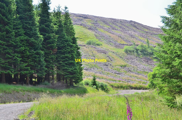 Photo 6"x4" Clear felled slope at Rough Sike Ettrick c2013