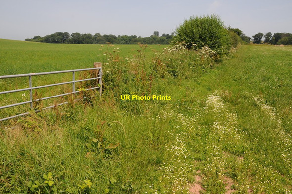 Photo 6"x4" Farmland near Whitbourne Meadow Green c2013