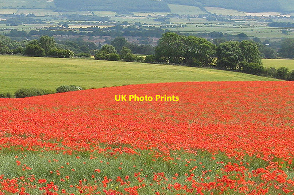 Photo 6"x4" Poppy field, north of Irton Scarborough\/TA0388 c2013