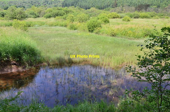 Photo 6"x4" Ettrick Marshes from birdwatching hide Ettrick c2013