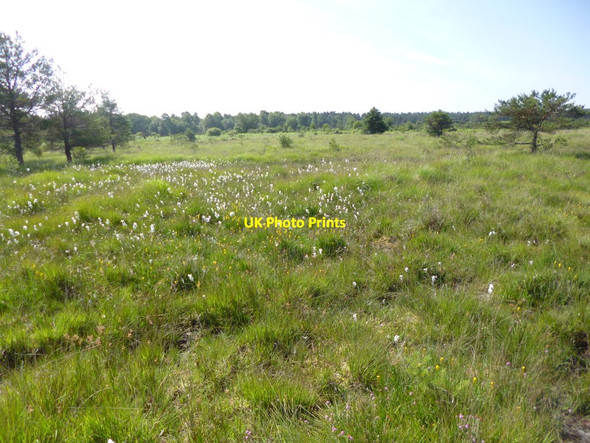 Photo 6"x4" Cranborne Common, heathland Daggons c2013