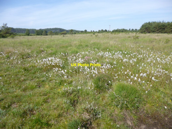 Photo 6"x4" Cranborne Common, cotton-grass Daggons c2013