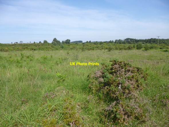 Photo 6"x4" Cranborne Common, dry heathland Daggons c2013