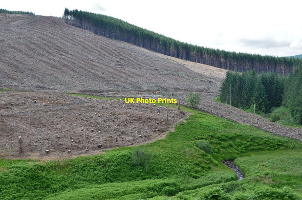 Photo 6"x4" Clear felled area on The Shank Tushielaw\/NT3018 c2013